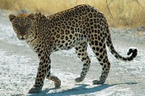 African Leopard (Panthera pardus pardus). [Image from Wikimedia Commons] 