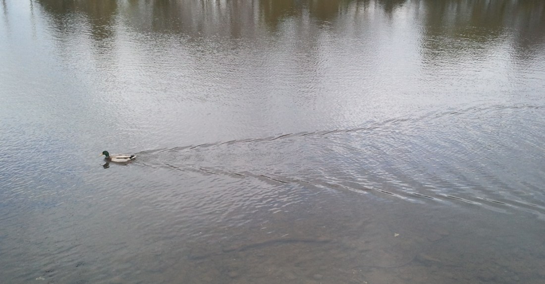 A duck on the Avoca River in Arklow.