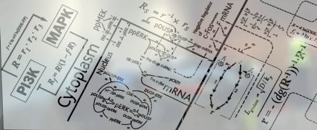 Biological network modelled by Boris Kholodenko, SBI. [Frosted vinyl print on wall of SBI boardroom in UCD]