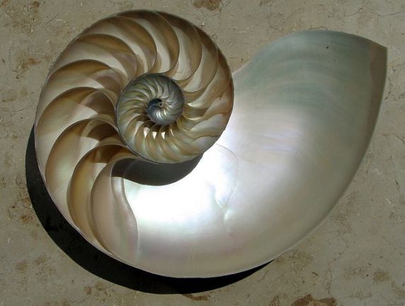 Nautilus shell with the form of a logarithmic spiral [image from the user Chris 73, freely available from Wikimedia Commons].