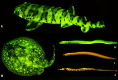 Fluorescent-Fish