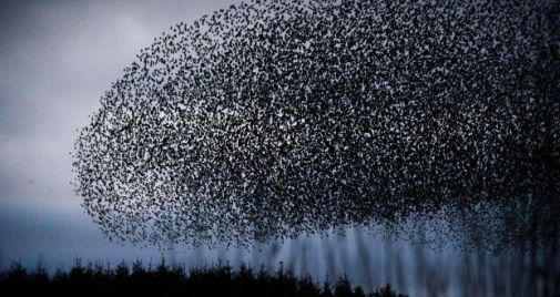 Flocking-Starlings-CyrilByrne