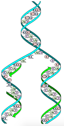 DNA-Replication